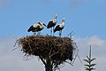 Vol'a Storks' Nest View B