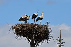 Storks' Nest in Vol'a