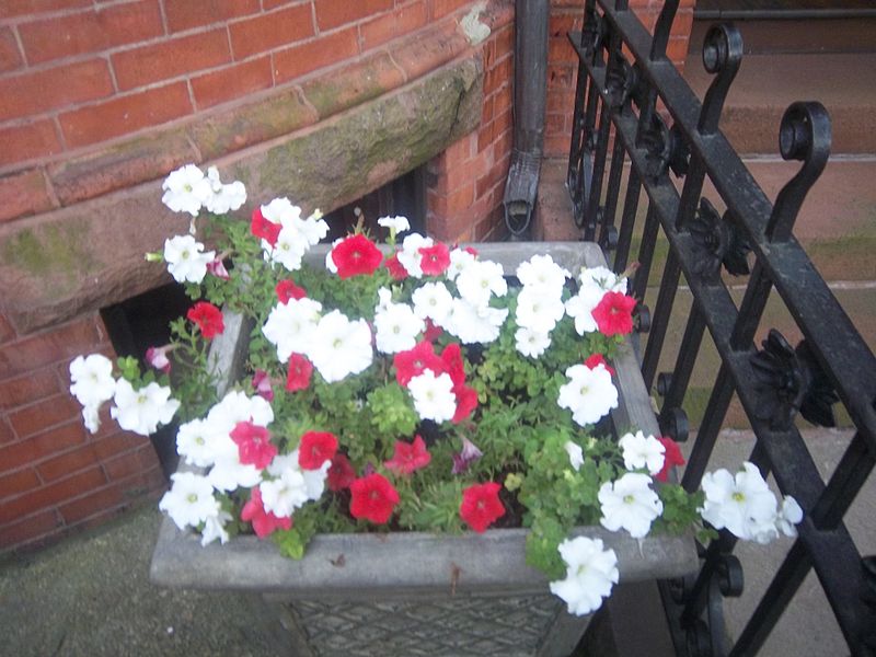 File:CharlesbankFlowerBoxPlanter.JPG