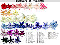 "Cultivars_of_Hyacinth.JPG" by User:QuazDelaCruz