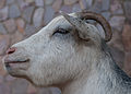 * Nomination Goat breeds --The Photographer 20:27, 21 November 2012 (UTC) * Decline Wrong color balance, blue cast IMO.--Jebulon 22:14, 23 November 2012 (UTC)Decline per above and tight crop--Jebulon 14:40, 30 November 2012 (UTC)