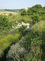 Habitat, near Tresdorf, Lower Austria