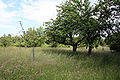 Deutsch: Magerrasen-Bereich English: Neglected grassland