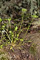 Claytonia perfoliata