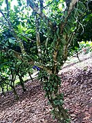 Cocoa tree in Ghana 01.jpg