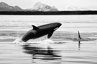 Orcas (Killer whales)