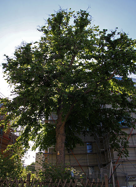 File:Jena Naturdenkmal Baumhasel Philosophenweg.jpg