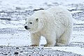 Arctic NWR, Beaufort Sea, Alaska