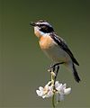 Saxicola rubetra (cat.)