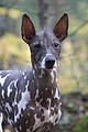 A Peruvian hairless dog