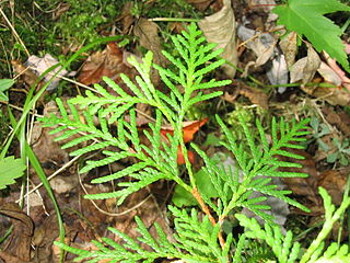 Foliage, Superior National Forest, Minnesota