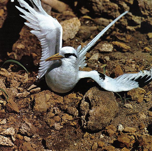 File:Tropicbird Seychelles.jpg