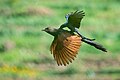 * Nomination: Birds ashy drongo biting greater coucal in its back captured in flight (by Prasan Shrestha) --Gpkp 16:29, 23 October 2024 (UTC) * * Review needed