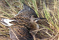 Male, breeding plumage