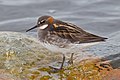 Female, breeding plumage