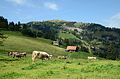 * Nomination Cows on the slope of Rigi Kulm, Switzerland. --Sfu 19:00, 15 December 2012 (UTC) * Promotion QI for me. --Isiwal 14:41, 18 December 2012 (UTC)