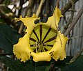 * Nomination Solandra longiflora flower --Rhododendrites 03:55, 29 April 2020 (UTC) * Promotion  Support Good quality. --XRay 03:56, 29 April 2020 (UTC)