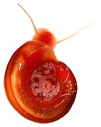 January 27: Biomphalaria glabrata, intermediate host to the parasite Schistosoma mansoni that causes schistosomiasis..