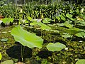 Deutsch: Indischer Lotus im Botanischen Garten Bochum. English: Indian lotus in the Bochum botanical garden.