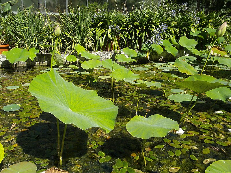 File:Bogarub-nelumbo-nucifera-5.jpg