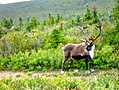 Not the best picture anyone's ever taken of a caribou, but I like it anyway.