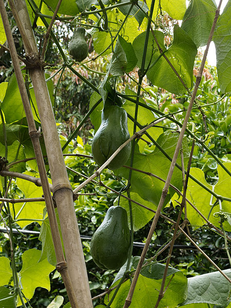 File:Chayote on vine Central America.jpg