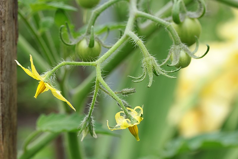 File:Gartenpflanzen 2012-09-01-0298.jpg