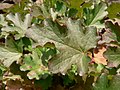 Heuchera cylindrica