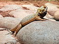 Deutsch: Streifenköpfige Bartagame (Pogona vitticeps) im Fossilium des Tierparks Bochum. English: Central bearded dragon (Pogona vitticeps) in the fossilium of the Tierpark Bochum, Germany.   This file was uploaded with Commonist.