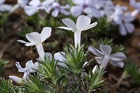 Phlox diffusa