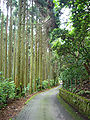 Mount Rokko, Kobe