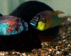 July 20: A territorial dispute between two male Astatotilapia burtoni.