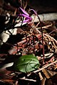 Calypso bulbosa