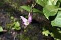 Dodecatheon jeffreyi