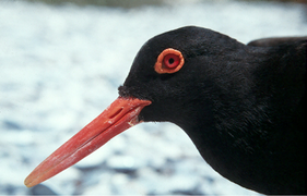 August 4: An African Black Oystercatcher, Haematopus moquini.