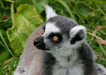 Portrait of a lemur catta