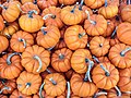 File:Mini pumpkins.jpg