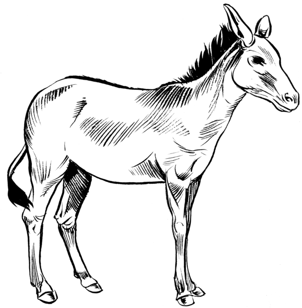 File:Onager (PSF).png