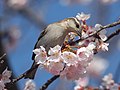 on Sakura; Japan