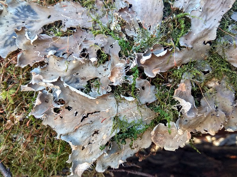 File:Peltigera praetextata 35091595.jpg