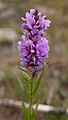 * Nomination: Purple-loosestrife (Lythrum salicaria). --kallerna 15:32, 24 July 2009 (UTC) * * Review needed