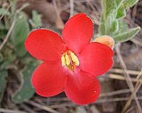 Ruellia affinis