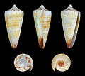 * Nomination Shell of a Maldive Cone, Conus generalis forma maldivus --Llez 05:53, 20 December 2012 (UTC) * Promotion Good quality. --Poco a poco 13:20, 20 December 2012 (UTC)