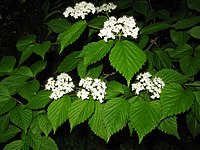 Viburnum wrightii