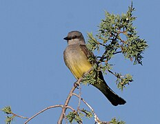 Western kingbird.jpg