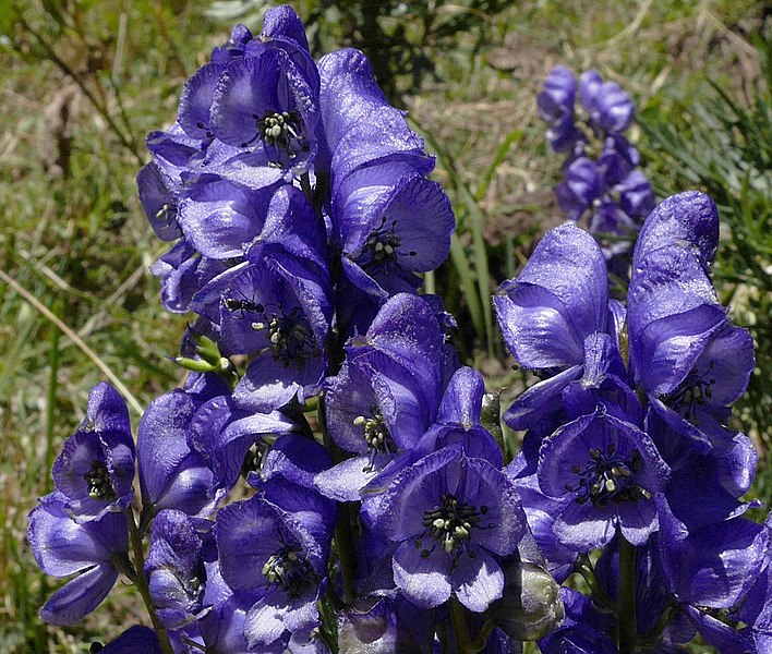 File:Aconitum napellus inflorescence (48).jpg