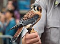 62 American kestrel (44273) uploaded by Rhododendrites, nominated by Rhododendrites,  8,  4,  0