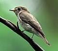 Cyanoptila cyanomelana (cat.)