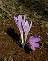 * Nomination Colchicum hierosolymitanum --Gidip 21:57, 21 January 2012 (UTC) * Promotion Good quality. --Yann 09:58, 22 January 2012 (UTC)