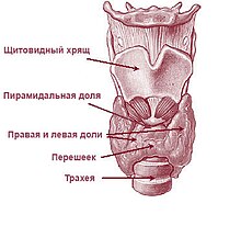 Illu08 thyroid-ru.jpg